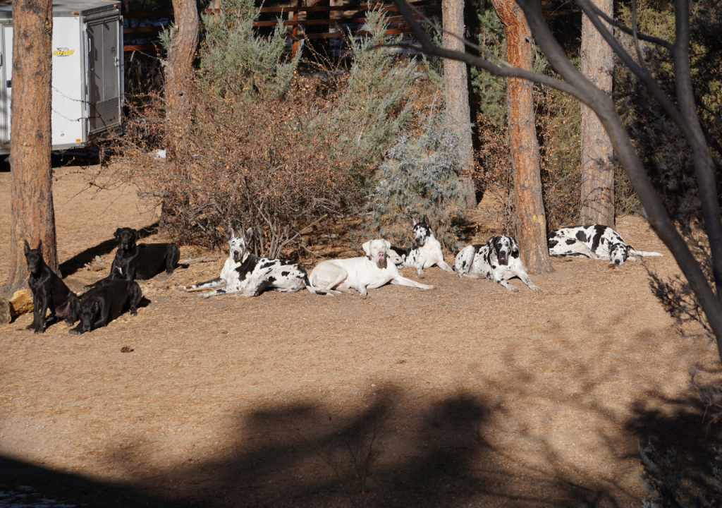 great dane family